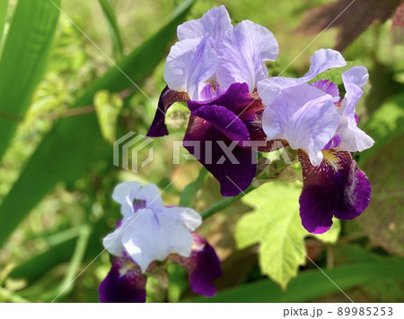 ジャーマンアイリス［乙川河川敷/愛知県岡崎市］ 89985253