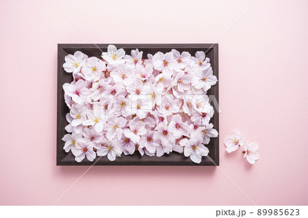 桜の花びら 額の写真素材