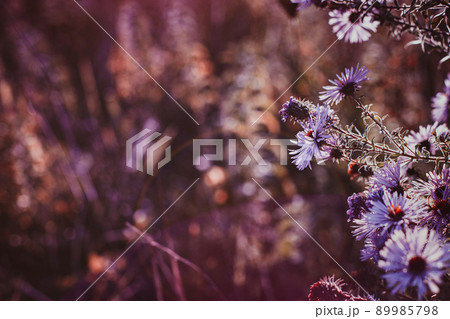 Autumn wild grass and flowers on a meadow Autumn wild grass and flowers on a meadow 89985798