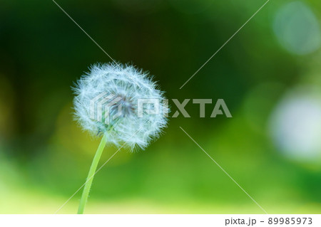 蒲公英の綿毛 蒲公英の綿毛 89985973