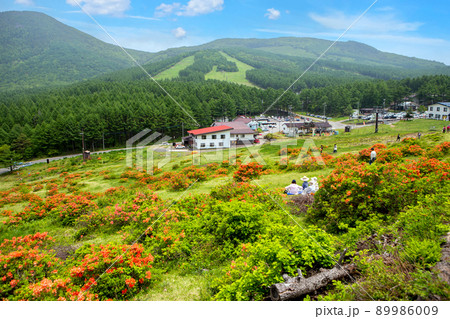 湯の丸スキー場とレンゲツツジ 89986009