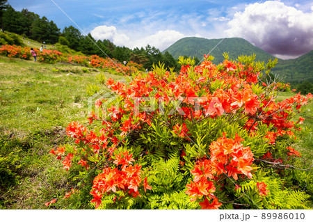 湯の丸高原のレンゲツツジ 89986010