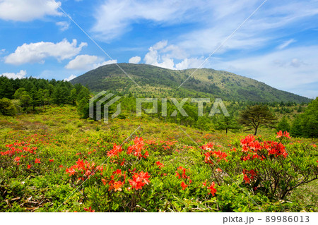湯ノ丸山とレンゲツツジ2 89986013