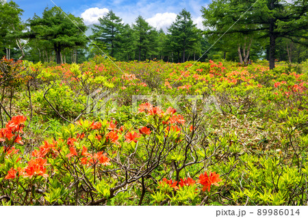 レンゲツツジの群落 レンゲツツジの群落 89986014