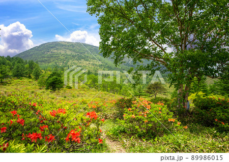 湯ノ丸山とレンゲツツジ3 89986015