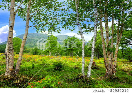 白樺とレンゲツツジ 89986016