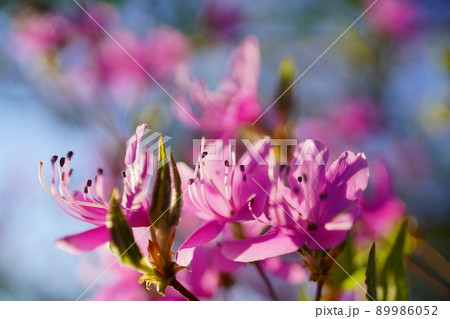 満開のピンク色の花 89986052