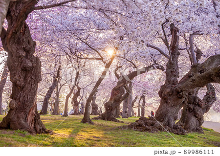 Cherry Blossom Festival in Washington, D.C. in USA 89986111