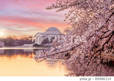 Cherry Blossom Festival in Washington, D.C. in USA Cherry Blossom Festival in Washington, D.C. in USA 89986114