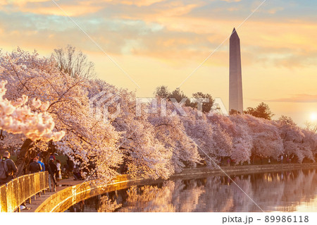 Washington Monument during the Cherry Blossom Festival. Washington, D.C. 89986118