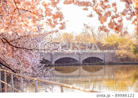 Cherry Blossom Festival in Washington, D.C. in USA Cherry Blossom Festival in Washington, D.C. in USA 89986122