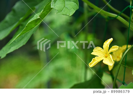 ゴーヤの花 ゴーヤの花 89986379