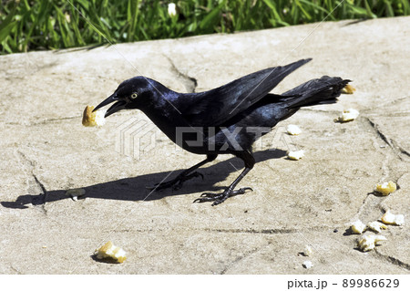 Greater Antillean grackle (Quiscalus niger)  89986629