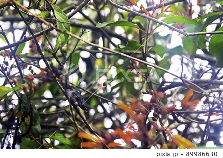Bee hummingbird (Mellisuga helenae) 89986630