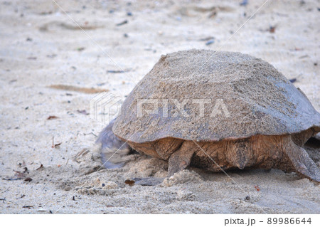 産卵を終えて海へ帰るウミガメの後ろ姿 産卵を終えて海へ帰るウミガメの後ろ姿 89986644