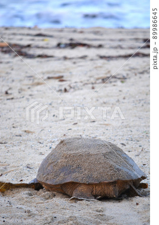 産卵を終えて海へ帰るウミガメの後ろ姿(縦) 産卵を終えて海へ帰るウミガメの後ろ姿(縦) 89986645