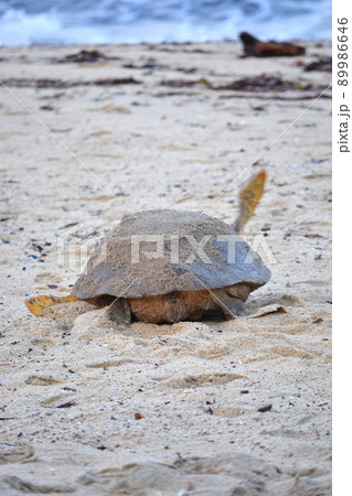 産卵を終えて海へ向かうウミガメ 89986646