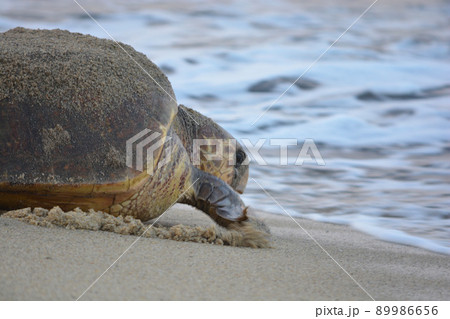 産卵を終えて海へ帰るウミガメ(波打ち際) 産卵を終えて海へ帰るウミガメ(波打ち際) 89986656