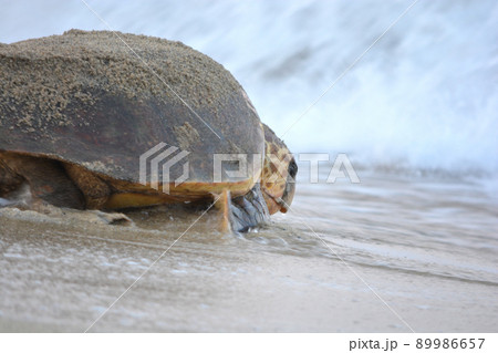 産卵を終えて海へ帰るウミガメ(波打ち際) 産卵を終えて海へ帰るウミガメ(波打ち際) 89986657