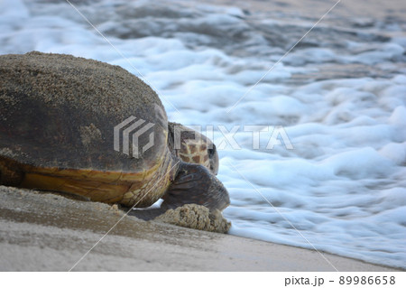 産卵を終えて海へ帰るウミガメ(波打ち際) 産卵を終えて海へ帰るウミガメ(波打ち際) 89986658