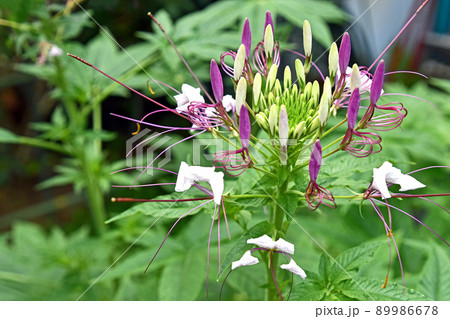 クレオメの花 89986678
