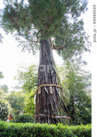 香取神宮の御神木＜千葉県香取市/5月＞ 89986689