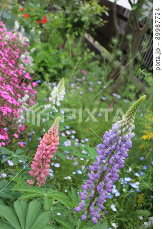 花壇のルピナス 花壇のルピナス 89987724