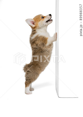First training. Portrait of cute puppy of Welsh corgi dog posing isolated on white studio background. Concept of motion, pets love, animal life. First training. Portrait of cute puppy of Welsh corgi dog posing isolated on white studio background. Concept of motion, pets love, animal life. 89988357