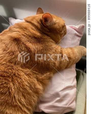 クッションの上でお昼寝中のちゃとら柄の猫 クッションの上でお昼寝中のちゃとら柄の猫 89988416