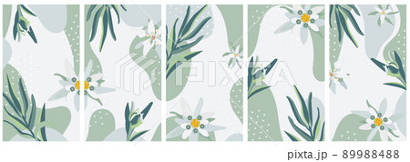 Edelweiss. Set of vector vertical isolated backgrounds for social media stories, banner with copy space for text. Summer flower pattern. Stock vector illustration. 89988488