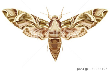 Moth, butterfly. Daphnis nerii. The moth is a mystical symbol and talisman. 89988497