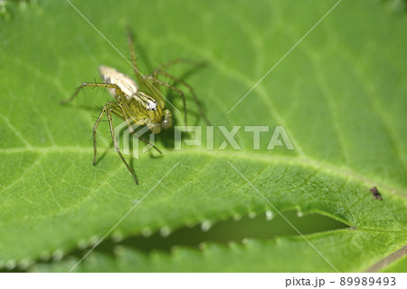クモ（ササグモ） 89989493