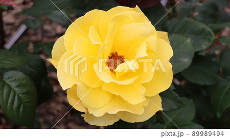 Holiday rose travel scenery at the Bucheon Million Rose Festival 89989494