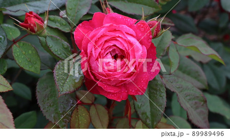 Holiday rose travel scenery at the Bucheon Million Rose Festival 89989496