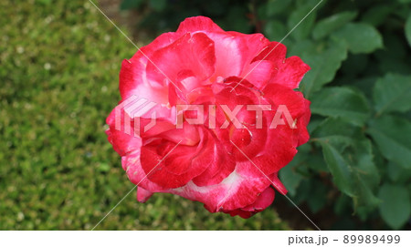 Holiday rose travel scenery at the Bucheon Million Rose Festival 89989499
