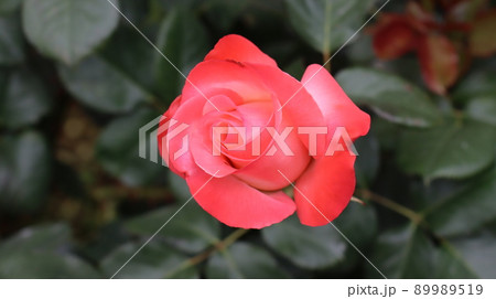 Holiday rose travel scenery at the Bucheon Million Rose FestivalHoliday rose travel scenery at the Bucheon Million Rose Festival Holiday rose travel scenery at the Bucheon Million Rose FestivalHoliday rose travel scenery at the Bucheon Million Rose Festival 89989519