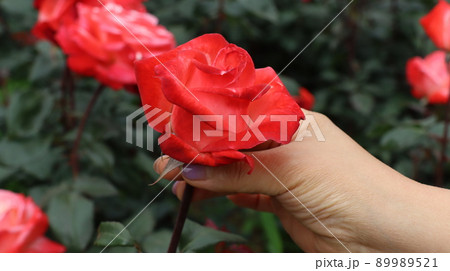 Holiday rose travel scenery at the Bucheon Million Rose FestivalHoliday rose travel scenery at the Bucheon Million Rose Festival Holiday rose travel scenery at the Bucheon Million Rose FestivalHoliday rose travel scenery at the Bucheon Million Rose Festival 89989521