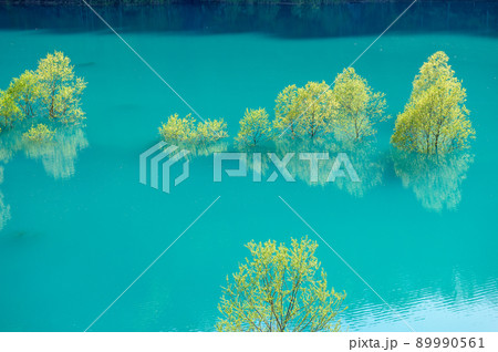 早春の絶景　秋扇湖の水没林　秋田県 89990561