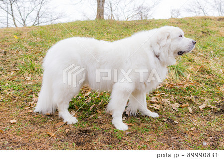 犬　かわいい　かっこいい　dog  89990831