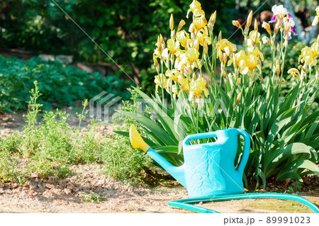 Garden plastic watering can and watering hose, lying at the iris bush in the garden. Nobody. Sunlight. Gardening Garden plastic watering can and watering hose, lying at the iris bush in the garden. Nobody. Sunlight. Gardening 89991023