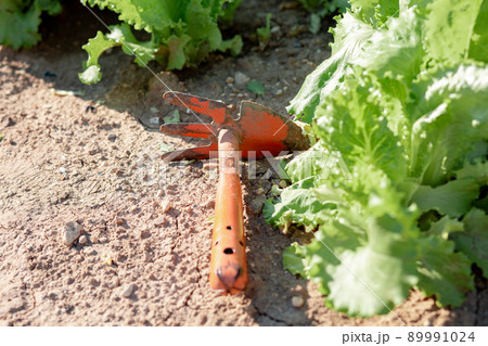 An old hand hoe is lying on the ground near the lettuce bushes. Close up. Gardening and weeding concept 89991024