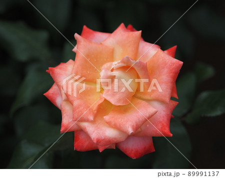 バラ「王朝」 89991137