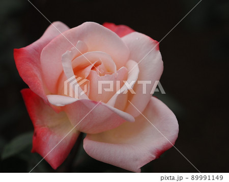 バラ「丹頂（タンチョウ）」 89991149