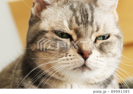 Foto de Funny face angry face cat american short hair.変顔怒り顔猫アメリカンショートヘア do  Stock