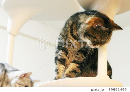 キャットタワー上の猫アメリカンショートヘアブラウンタビー キャットタワー上の猫アメリカンショートヘアブラウンタビー 89991446
