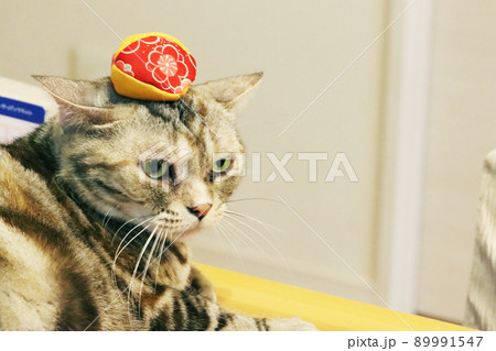 お手玉を頭に乗せられた猫アメリカンショートヘアシルバーパッチドタビー 89991547