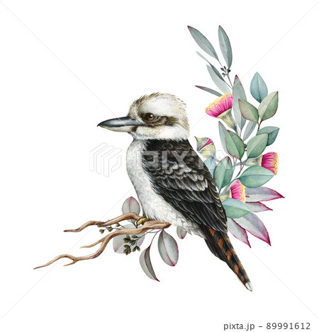 Floral natural decor with eucalyptus and kookaburra bird. Watercolor illustration. Natural floral decor with eucalyptus leaves and flowers. Australian native bird in decorative arrangement Floral natural decor with eucalyptus and kookaburra bird. Watercolor illustration. Natural floral decor with eucalyptus leaves and flowers. Australian native bird in decorative arrangement 89991612