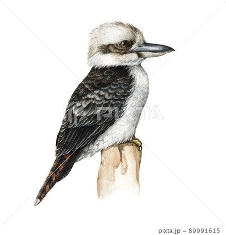 Kookaburra bird watercolor illustration. Realistic hand drawn Australia kingfisher. Kookaburra australian native avian. Australia wildlife bird. White background Kookaburra bird watercolor illustration. Realistic hand drawn Australia kingfisher. Kookaburra australian native avian. Australia wildlife bird. White background 89991615