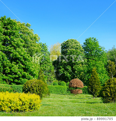 City garden with flowering chestnut trees, hedges and a green meadow. City garden with flowering chestnut trees, hedges and a green meadow. 89991705