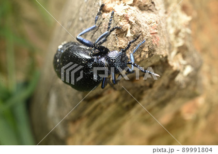 Poisonous beetle T-shirt, blister, sits on a branch, top view. 89991804